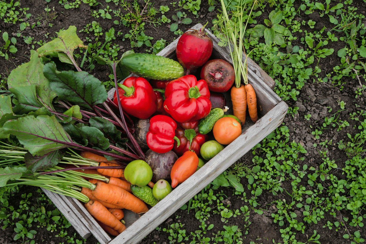 Wooden crate filled with fresh organic vegetables including red bell peppers, carrots, beets, cucumbers, and tomatoes, placed on garden soil surrounded by green plants. Ideal image for articles on organic farming, home gardening, and healthy eating.