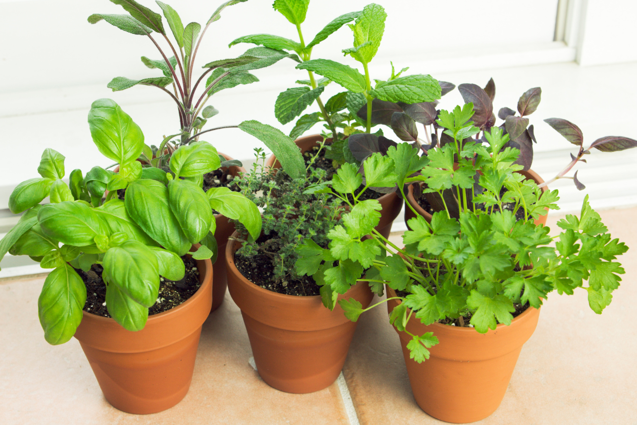 tera cotta pots with vibrant green herbs, link takes you to sign up page