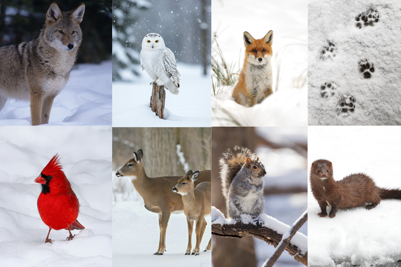 A vibrant collage of different animals, such as foxes and birds, amidst a snowy backdrop.