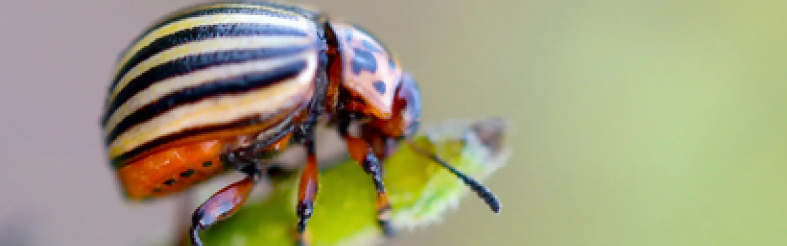 Introducing the Beetle!