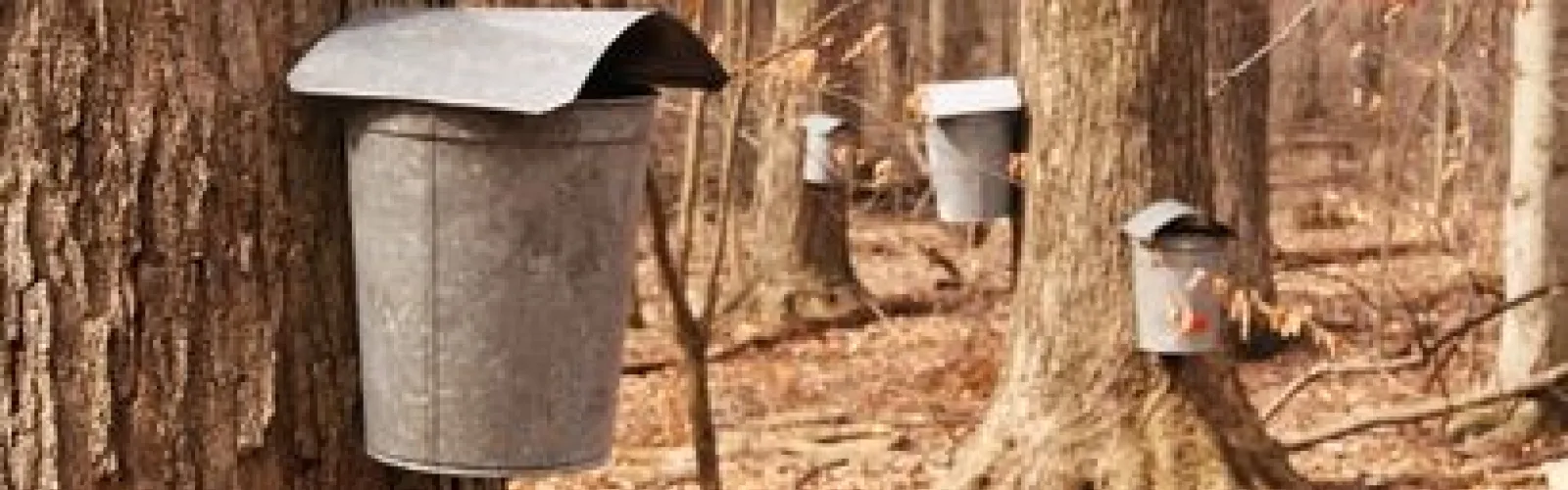 Photo of Tapped Maple Trees