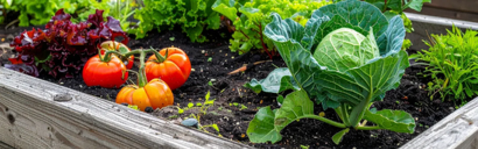 Photo of Raised Garden Beds