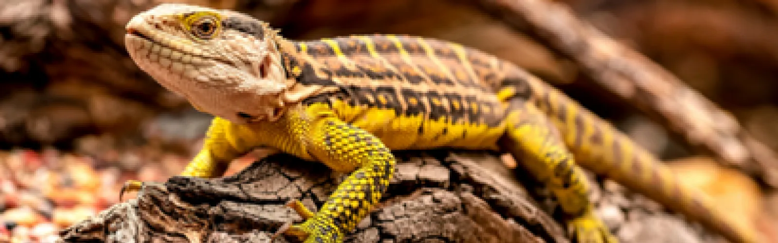 Your Lizard Friend